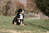 GRAND BOUVIER SUISSE 055